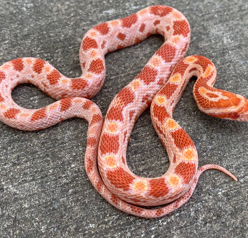 Albino Cornsnake for sale