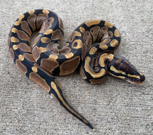 Baby Ball Pythons for sale