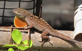 Brown Anoles for sale