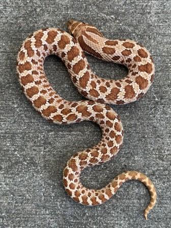 Buy Western Hognose Snakes