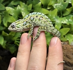 Carpet Chameleon for sale.