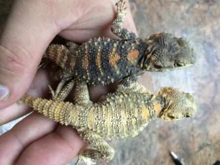 Agamas For Sale Online