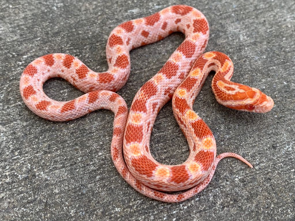 Albino Cornsnake for sale