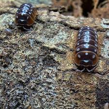 Armadillidium Gestroi “Halloween”