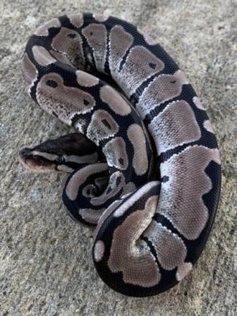 Ball Pythons for Sale