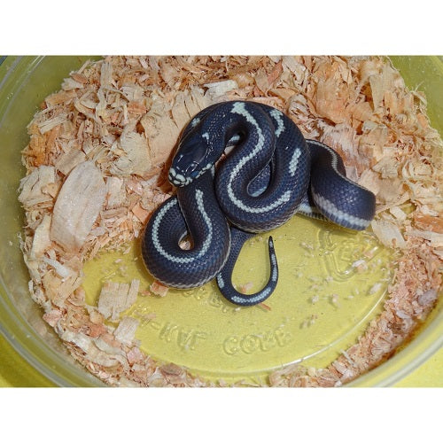 Black&White california king snake for sale