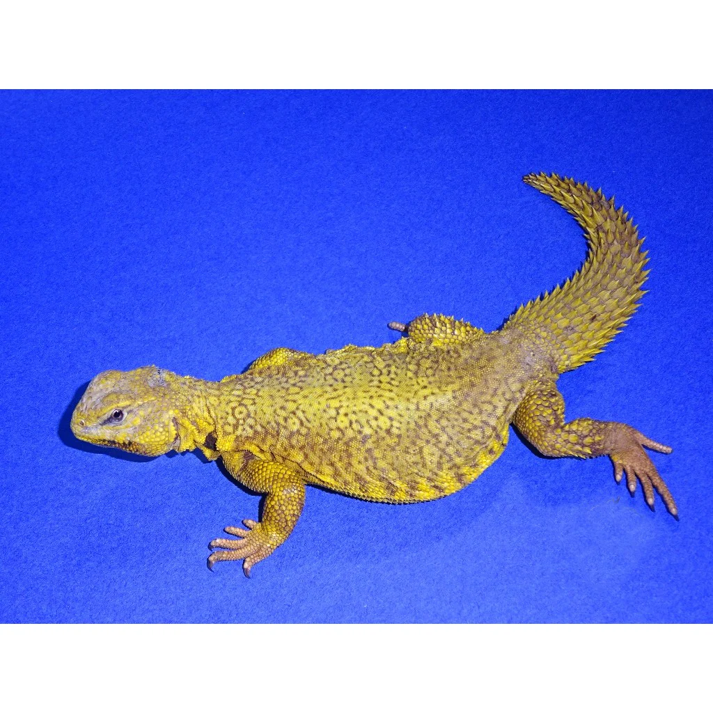 Butter Yellow Niger Uromastyx for sale