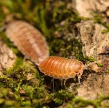 Buy Agabiformius lentus (Pumpkin Spice)