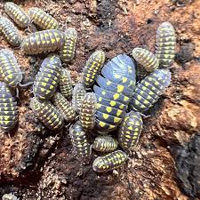 Buy Armadillidium Gestroi “Halloween”