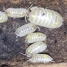 Buy Armadillidium Granulatum “Magic Potion”