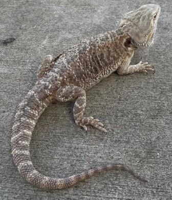 Buy Bearded Dragons Online