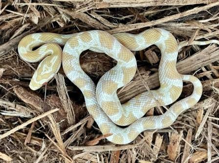 Buy Corn Snakes Online