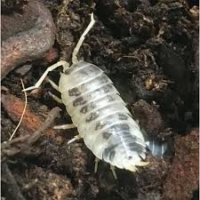 Buy Isopods Online