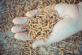 Buy Live Feeder Mealworms