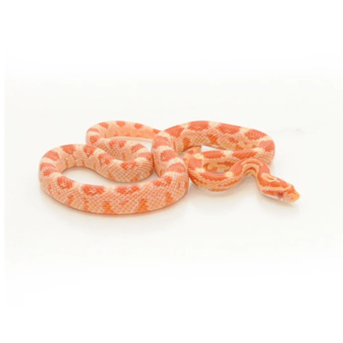 Candy Corn Snake ForSale