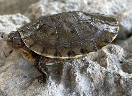 Carribean Slider for sale (Trachemys decussata)