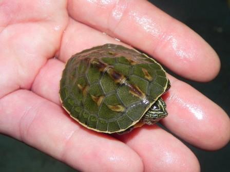 Chinese Golden Thread Turtles for sale (Ocadia sinensis)