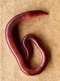 Earthworms(Red wigglers) for Sale