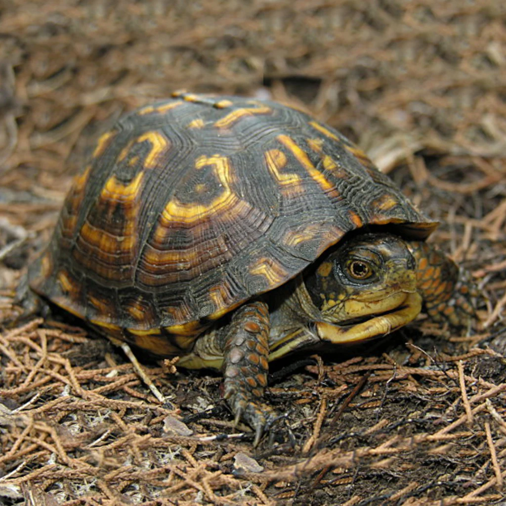 Eastern Box Turtle For Sale