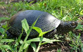 European Pond Turtles for sale (Emys obicularis)