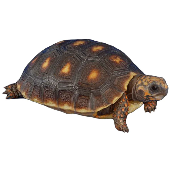 Granada Island Tortoise for sale