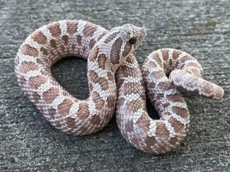 Hognose Snakes for sale
