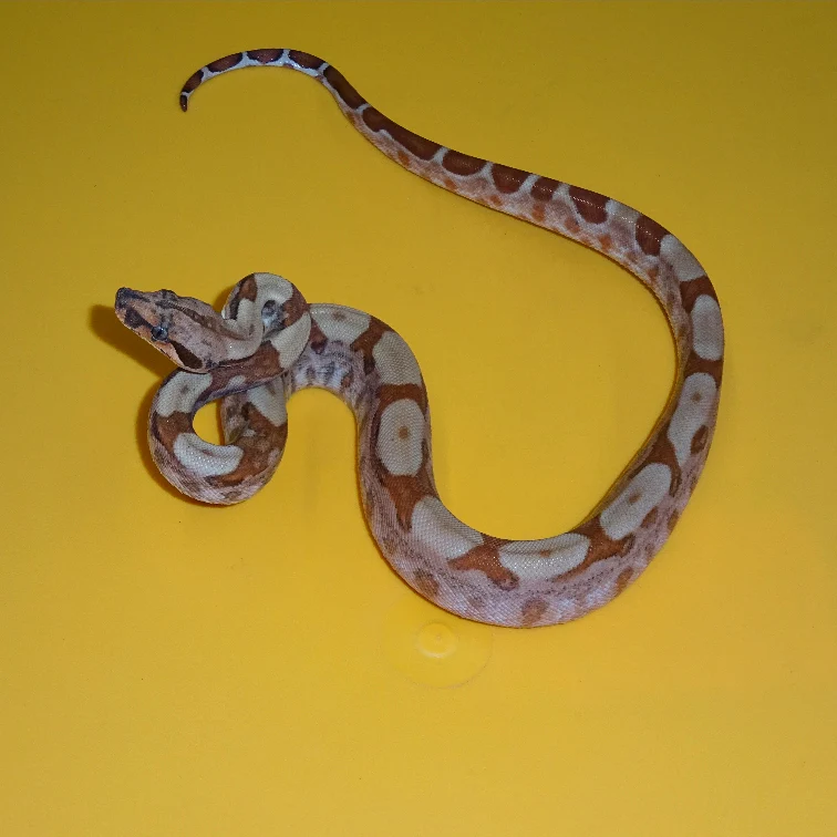 Hypo-Colombian-Boas for sale