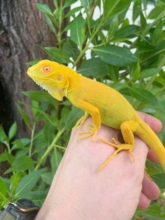 Iguanas For Sale Online