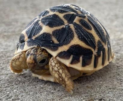 Indian Star Tortoise (Testudo elegans) for sale