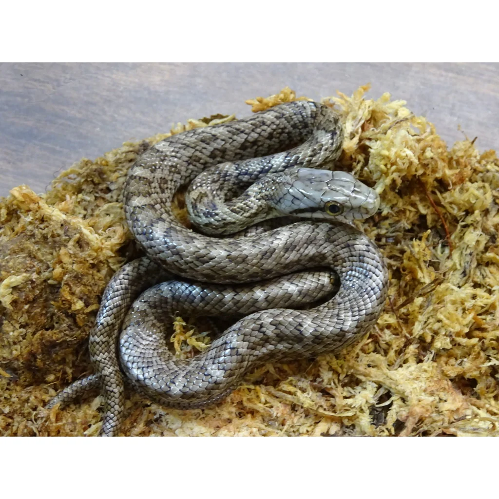 Japanes Rat Snake for sale