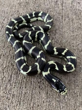 King Snakes for Sale