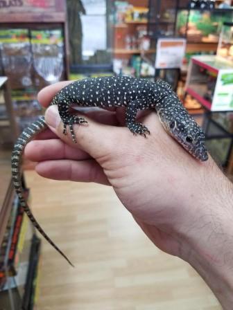Monitor Lizards For Sale