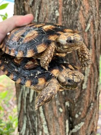 Pancake Tortoises (Malacocherus tornieri) for sale