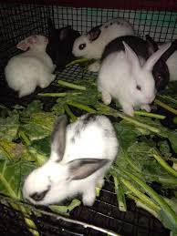 Rabbit for Sale Online