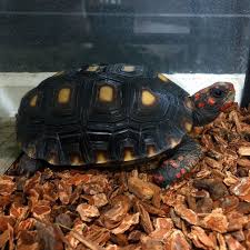 Red Foot Tortoise for sale...