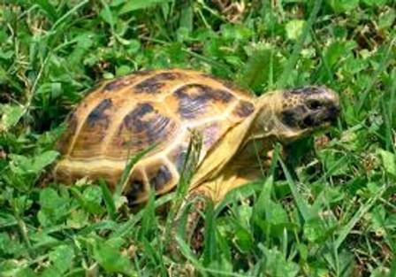 Russian Tortoises(Testudo horsefieldii) for sale