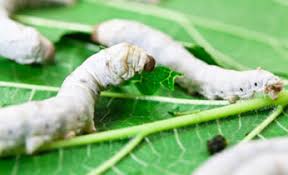 Silkworms for Sale