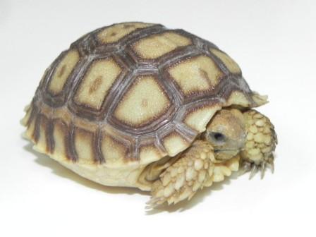 Sulcata Tortoise for Sale (Geochelone sulcata)