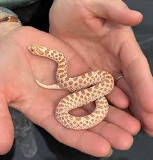 Western Hognose Snakes