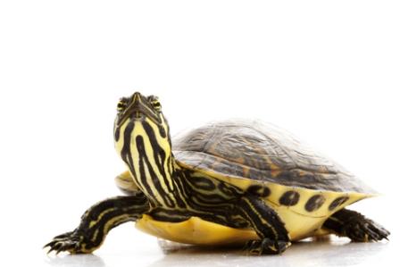 Yellow Bellied Slider Turtle for Sale