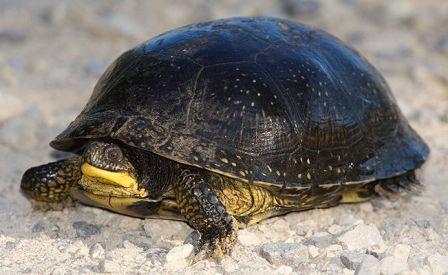 Blanding’s Turtle for Sale online