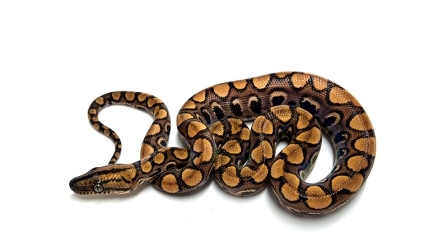 Brazilian Rainbow Boa for Sale