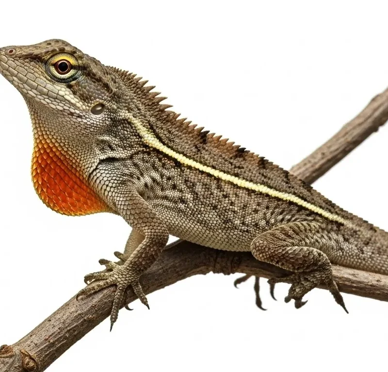 Crested Anole for Sale