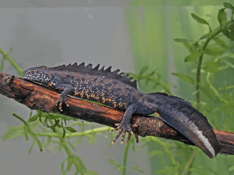 Crested Newt for Sale