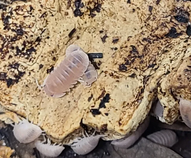 Cubaris murina “Papaya” Isopod for Sale