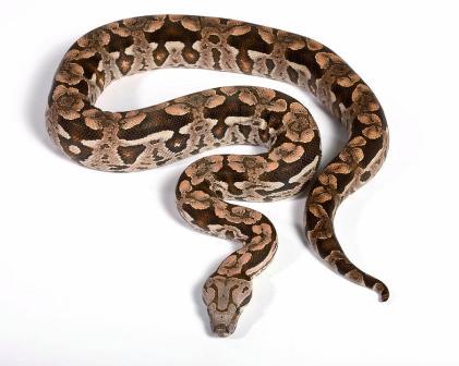 Dumeril’s Boa for Sale online