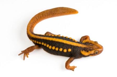 Emperor Newts for Sale