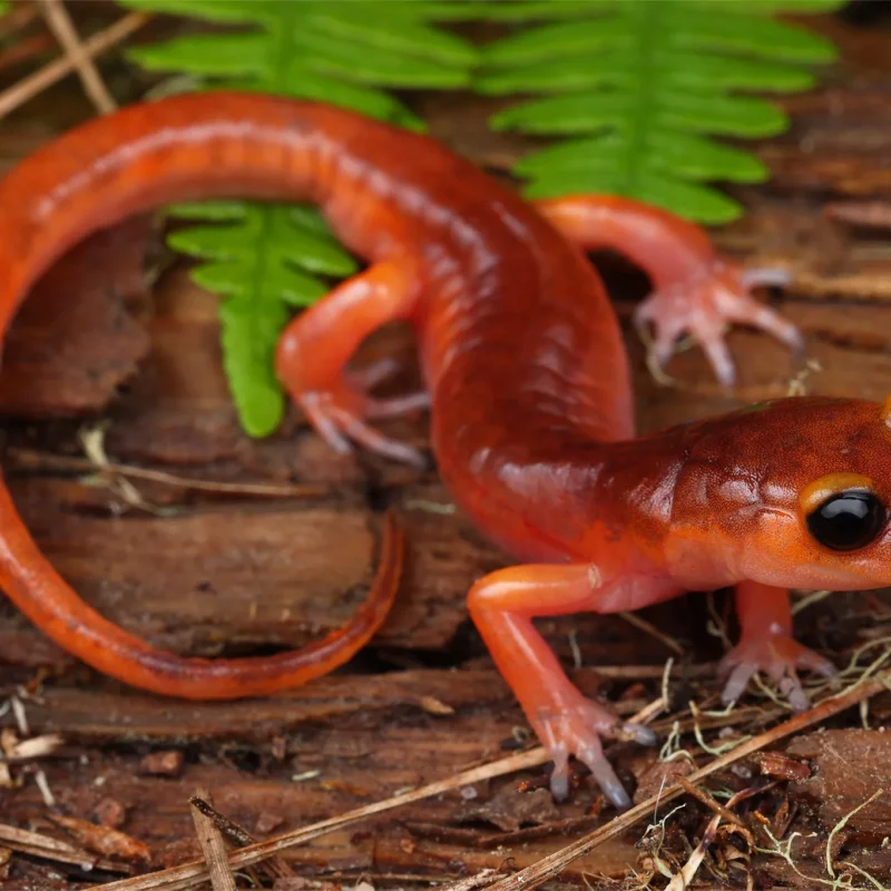 Ensatina Salamander for Sale