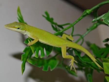 Haitian White-Lipped Anole for sale