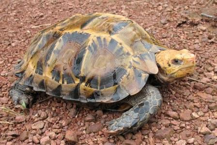 Impressed Tortoise for Sale